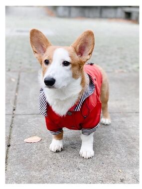 New Ellie Dog Raincoat - preppy, waterproof.